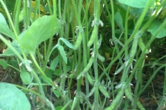 This photo was taken on July 31st and showed a close up of the pod blooms and bean pod formations.
