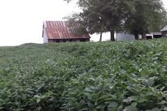 Notice the beans on the right are twice as tall as the beans on the left. The land is flat here where the edge of the field stops at the barn in the photo. These right side beans received two applications of Blue Gold™ where the left side beans received none. The right side beans are 4’-6” tall all the way down to past the barn. Prior to harvest the left side beans lodged (fell over) and the right side Blue Gold™ soybeans stood tall with no issues. Photo was taken on August 9th.