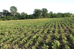 In 2014, a promising year began as Eden Solutions started a test of its amazing and revolutionary Blue Gold™ Solutions on a marginal chemical block of Missouri soil. The land went to yield unprecedented results. This is a standard soybean field *before* testing. Notice last year’s corn crop fodder is laying all over the top of the soil between the soybean plants. This exhibits the chemical imbalance present in the soil, creating a marginal soil. In this aspect, the soil biology is low, dead, non-active or all the above. All notice the un-decayed corn stalks in the middle left of the field. Planted on May 15th, these Pioneer Y-22 beans are a short variety only designed to grow 2 to 3 feet tall according to Pioneer Seed. This photo was taken on June 22nd just before the first Eden Solutions were applied. Notice the yellowing and bunt leaves from a herbicide treatment only four days prior.