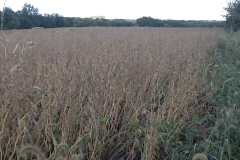 Taken on October 3rd this photo should show post-mortem effects after 7 plus inches of torrential rains and wind gust to 60+ mph. And yet the Eden Solutions' soybeans are still standing. Harvest date set on October 21st if there is no more rain. Everyone said these soybeans would lodge (fall over) because of their enormous size. In all this amazing inclement weather, not one stalk lodged. Blue Gold™ Soybeans were standing tall.