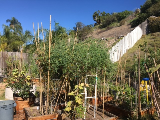 (5/9) San Diego is basically in a drought at the moment, but his tomato plants are 10' high!