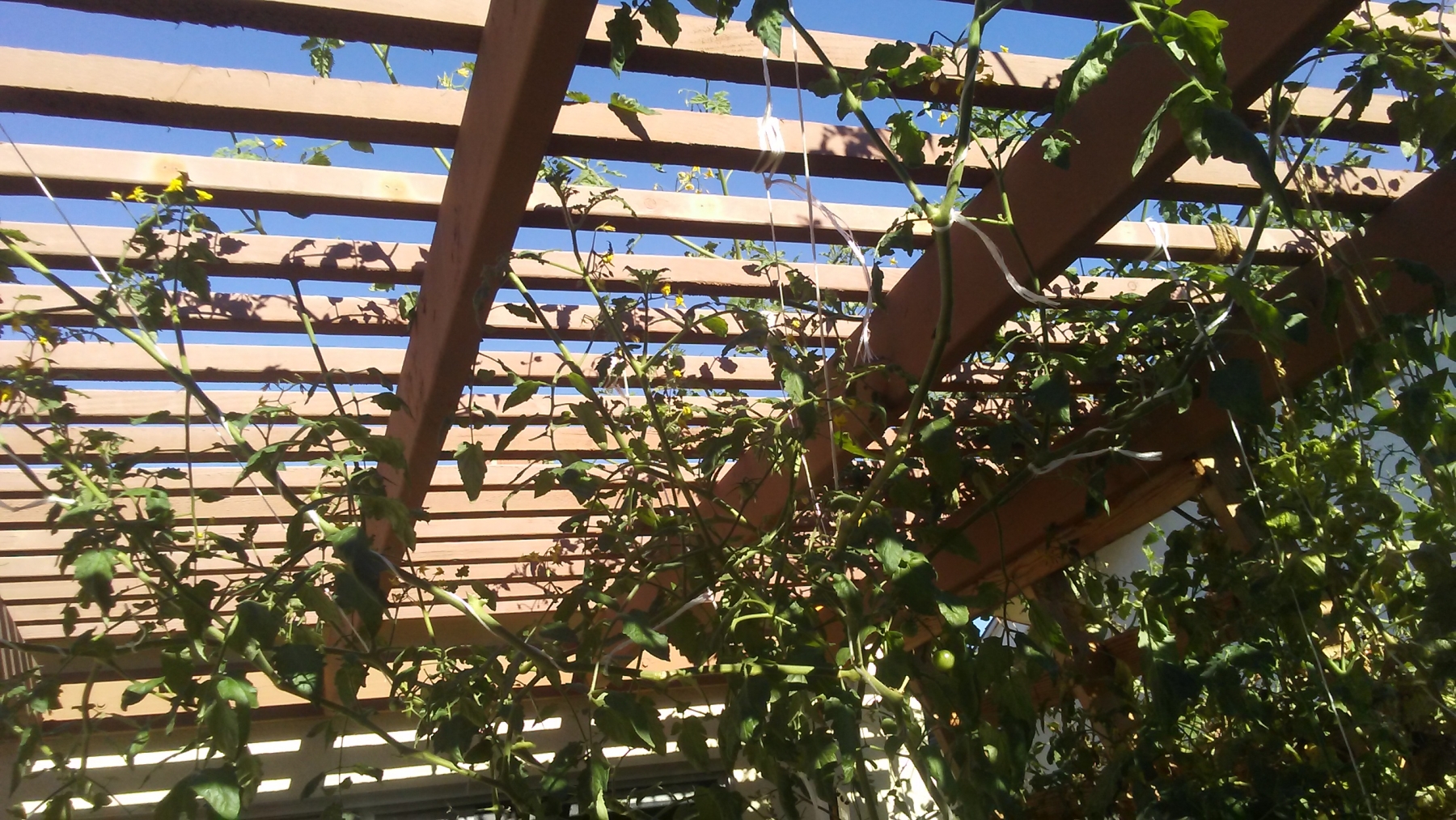 (6/7) They (tomatoes) will grow over the top of patio awning.