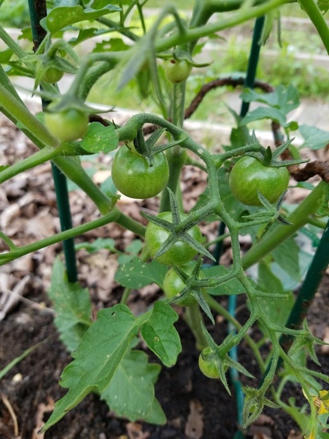 “My tomatoes are setting in temps in the 50s and low 60s. The last two weeks the average temp has been about 55 and many nights hover around 40. I can't recall ever seeing peppers on my plants this early in the season on (5/23/17) as well as tomatoes in full sets. I have been using the Blue Gold™ Garden Blend as a soil drench as well as foliar feed, mixed in with a very small amount of Blue Gold™ Fusion Compost. My plants have gotten 2 treatments thus far, and I am very impressed with the growth and vigor despite the cool and rainy weather. “ -Brian from NJ