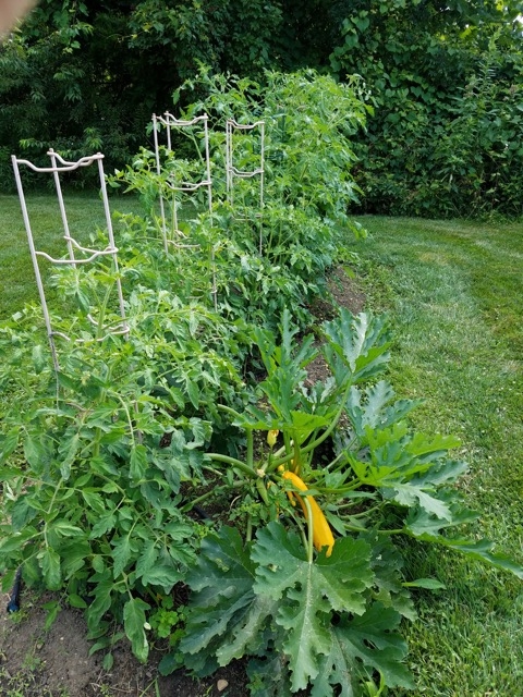 "A few of our tomatoes on Blue Gold™ Garden and Blue Gold™ Fusion Compost. The foreground is Supersonic, and the background is Big Boys at over 5' tall in June! Loaded with flowers and green tomatoes. Notice the heirloom squash plant that gets overspray and a root drench as well. It's over 3’ tall/wide, and we have picked 6 giant yellow squash from it." -Brian Evancho, NJ