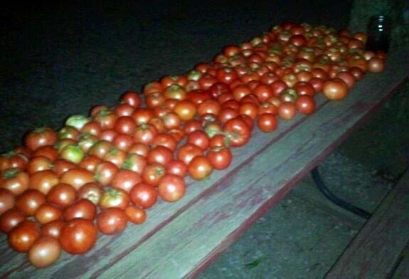 (2/3) 600 tomatoes per plant!