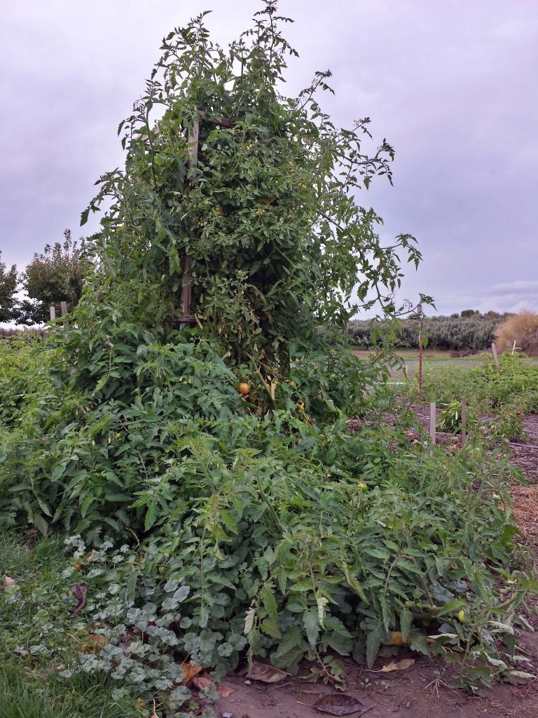 (1/2) This is a 10 foot Washington State tomato plant experiencing winter blooming. The final harvest had been picked in late October after two 22° degree killing frosts.