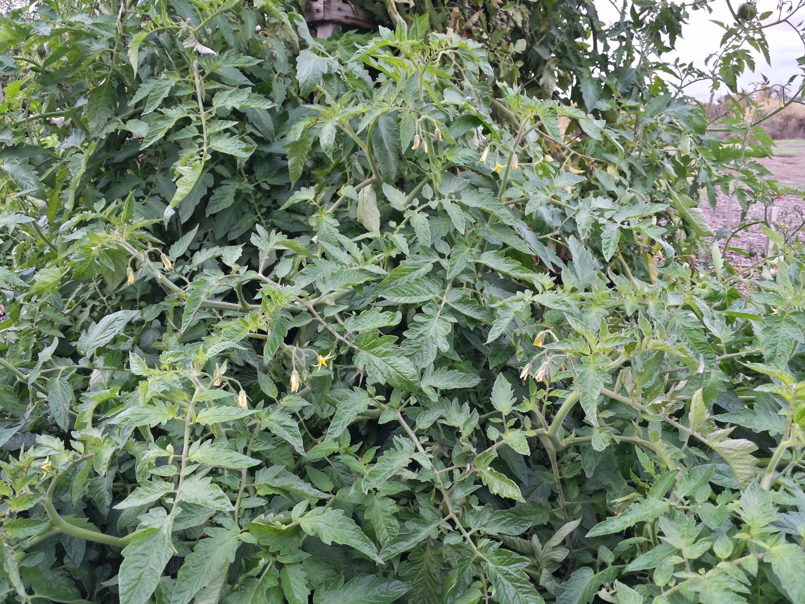 (2/2) After even more killing frosts the plant is still blooming as of November 1st! This plant produced over 600 tomatoes from June 1st to November 1st.