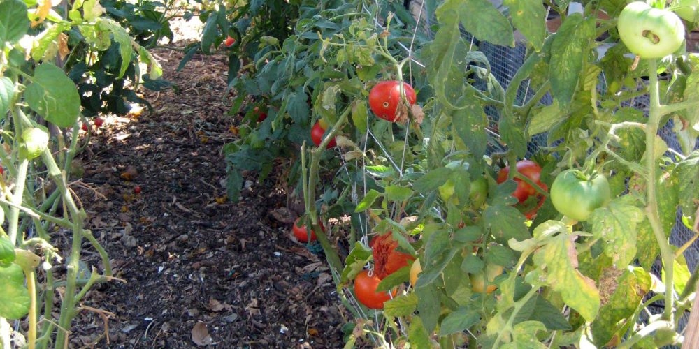 Eden Blue Gold™ customer, in Alpine, California, is super amazed that the garden went year round, and "never stopped producing".  Year-round squash, tomatoes, and more!
