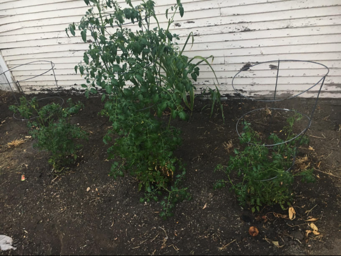"I purchased all 3 tomato plants as babies. I used Miracle Grow on the two outside tomato plants, and I used Blue Gold™ only for the middle one. As you can see the middle one is much larger and already producing twice as many tomatoes. The stems are even stronger.” -FoodieGeeks