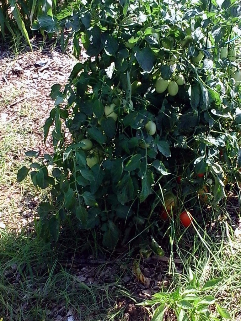 (1/2) This is in Oklahoma. They always had a hard time growing tomatoes and experienced disease and pests.