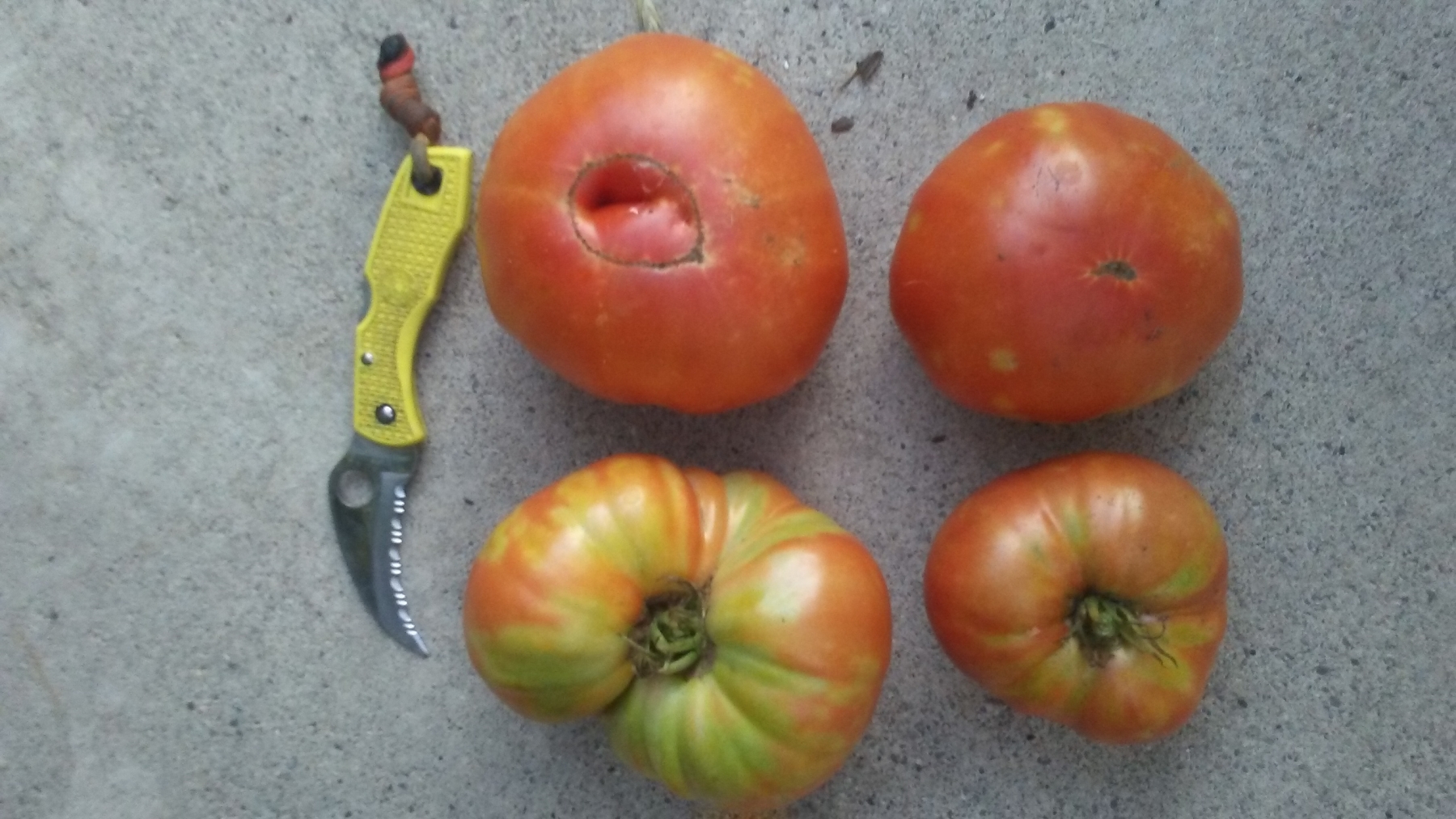 Huge Blue Gold™ Tomatoes!