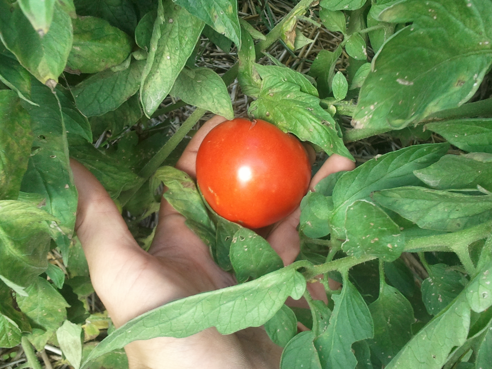 (2/2) Pest free. The besting tasting tomatoes he has ever had, he said.