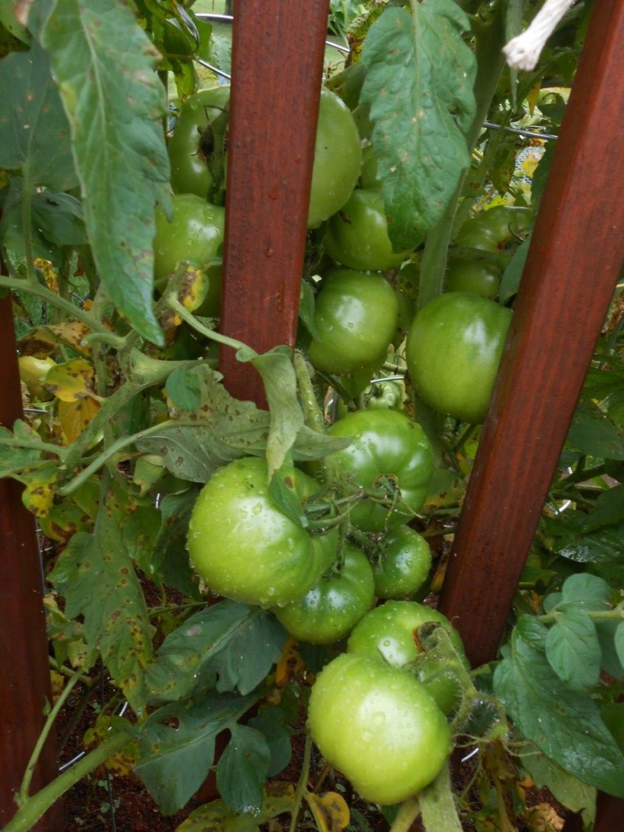(3/6) These tomatoes in Virginia were plagued with blight.