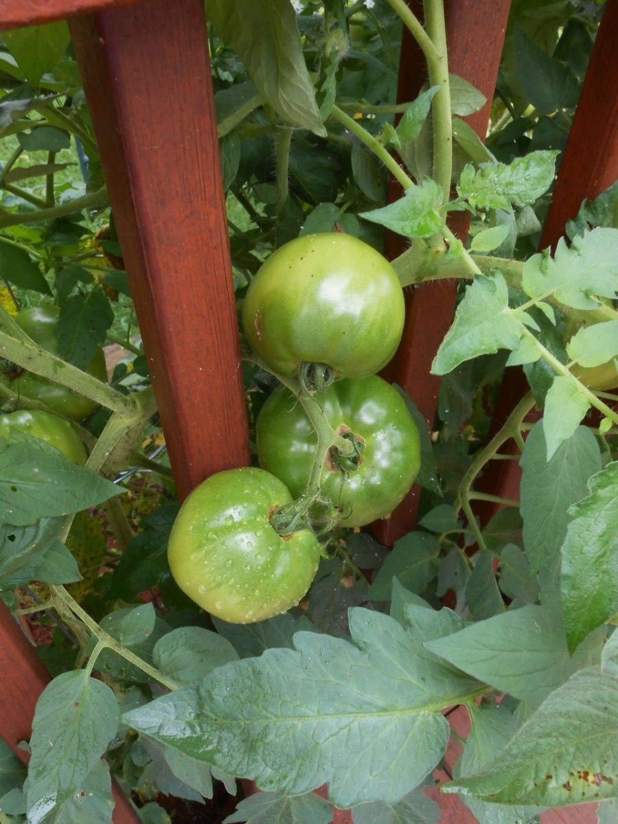 (4/6) With some use of Blue Gold™ Base, the tomatoes started producing and the blight remediated!