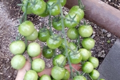 (2/9) Azure Standard Cherry Tomatoes