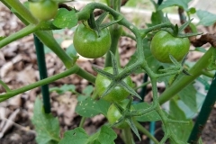 “My tomatoes are setting in temps in the 50s and low 60s. The last two weeks the average temp has been about 55 and many nights hover around 40. I can't recall ever seeing peppers on my plants this early in the season on (5/23/17) as well as tomatoes in full sets. I have been using the Blue Gold™ Garden Blend as a soil drench as well as foliar feed, mixed in with a very small amount of Blue Gold™ Fusion Compost. My plants have gotten 2 treatments thus far, and I am very impressed with the growth and vigor despite the cool and rainy weather. “ -Brian from NJ