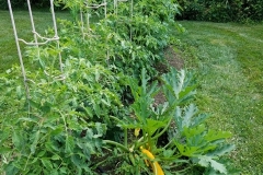 "A few of our tomatoes on Blue Gold™ Garden and Blue Gold™ Fusion Compost. The foreground is Supersonic, and the background is Big Boys at over 5' tall in June! Loaded with flowers and green tomatoes. Notice the heirloom squash plant that gets overspray and a root drench as well. It's over 3’ tall/wide, and we have picked 6 giant yellow squash from it." -Brian Evancho, NJ