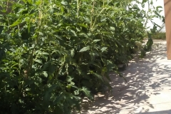 (1/2) Do you have any of these tomato plant problems: Sunburn, Leaf Roll, Blossom End Rot, Cracks and Catfacinga, Solar Yellowing & Green Shoulders?