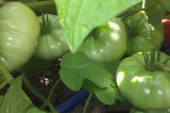 (2/2) Blue Gold™ treated tomato plants, grown in healthy soil, have no bugs or diseases like these pictured here!