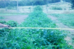 (1/2) These tomatoes were planted and grown during one of the worst droughts in Blackburn, Missouri history. With weekly Blue Gold™ foliar applications, these test plot tomatoes bulked up to 5 feet wide and over 6 feet high. Each plant bore over 600 tomatoes per plant during the growing season.