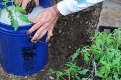 Gardener is dunking the whole tomato plant and root ball in a Blue Gold™ bath prior to planting to jump-start the plants.