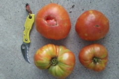 Huge Blue Gold™ Tomatoes!