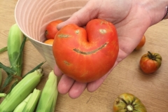 Happy tomato from Blue Gold grower, Mike Livingston! He grows with Blue Gold™ Base and Blue Gold™ Fusion VEG.