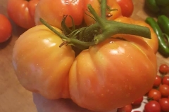 (1/3) "Blue Gold Tomato, Tamato, who's got tomatoes? We do!