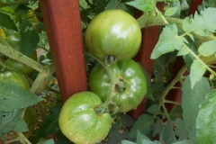 (4/6) With some use of Blue Gold™ Base, the tomatoes started producing and the blight remediated!