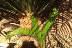(2/3) Since spraying the Blue Gold™, this Sago Palm has sprouted a ‘baby’ palm after only six to eight sprays of Blue Gold™ Base Blend in total. This quick transformation is fantastic!