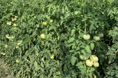 (3/6) The winter time crop was harvested for up to 8 months for some of the crops, and the tomatoes have zero blossom end rot, high yields, great flavor, and have a long shelf life.