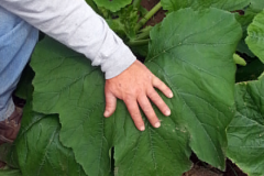 Look at the size of these pest-free Squash leaves grown with Blue Gold™.