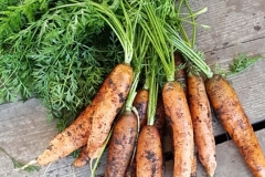 Ginormous carrots are grown in a high organic matter, biologically tuned up soil, and Blue Gold™ Solutions by Pacific University Agriculture (Forest Grove, OR). Because of the high nutrient density, they said the taste was superb.