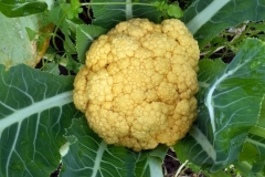 Azure Standard is impressed with the quality and vibrancy of their cauliflower. They noted there was zero disease or pest problems with the Blue Gold™ Solutions.