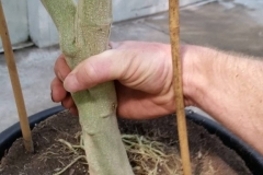 This plant's stalk usually is the size of your thumb. Blue Gold™ Base generated a ginormous stalk!