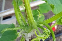 (1/5) Azure Standard cucumber plants being treated with Blue Gold™ Base. There is usually only a couple of fruit set per internode. Here you can see 7!