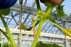 (4/5) A photo of another Azure Standard cucumber plant set on one internode, totaling 5!