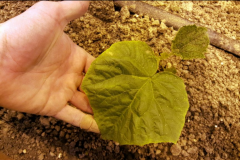 Azure Standard eggplant seedling in their greenhouse. After applying one application of the Blue Gold™, the leaves grew to this size compared to the smaller size seen to the top right of this picture. It gets lost in the Blue Gold™ leaf.