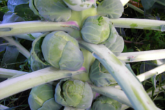 These Brussel Sprouts have no bugs, pests, or diseases on the Blue Gold™ Program.