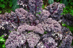 Beautiful Kale grown with Blue Gold™.