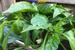 (1/2) “Notice the leaf size, fruit set amount, and the size of the fruit sets on these peppers…