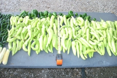 (5/10) This is the first harvest off of only seven pepper plants in the middle of a drought in Blackburn,  Missouri using Blue Gold™ Base Blend.