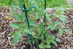 (1/5) “Some examples of the growth on my peppers - lateral sprouts all over as well as foliage deep and robust waxy green.