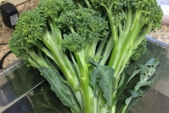 (1/2) "Your garden mixture is a miracle in a bottle. Wow. The broccoli and other veggies were grown in one of our high tunnels. We started using Blue Gold™ Base product at the beginning of this season and root applied and foliar fed once per week. I head cut and trimmed this amazing broccoli here, right at a pound. And it was harvested amazingly 14 days early from when we have ever harvested before?