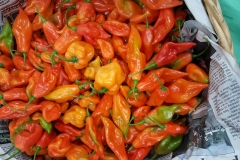 Azure Standard, is the largest organic to home supplier in the US. Azure Standard is amazed and happy with the super-sized and super quality peppers being produced under the Blue Gold™ program. Colors look artistic.