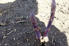 Asparagus broke the soil 30 days ahead of schedule.