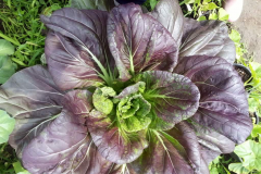 This grower is amazed and excited about their super large Blue Gold™ Base lettuce leaves. And notice no bugs or disease.