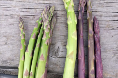 Washington State grower is amazed that the Blue Gold™ asparagus was able to be harvested 30 days ahead of schedule. Notice the control asparagus.