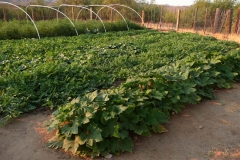 (4/7) The grower says, "this never happens due to the extreme heat and plant stress. (Pictured Squash and Melons)