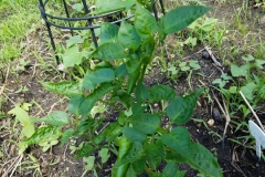 (1/2) “James, In cool and soggy weather, actually about 7 days staring of torrential rain… my Blue Gold™ treated peppers are producing!  I only planted them back on April 29th, and they had cold nights, soggy days, and not ideal conditions.  I have given them root soak 2x followed by one foliar spray per week of Blue Gold™ Fusion VEG as well as the straight Blue Gold™ Base Blend.